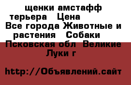 щенки амстафф терьера › Цена ­ 30 000 - Все города Животные и растения » Собаки   . Псковская обл.,Великие Луки г.